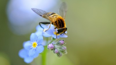 زنبور-یاسی